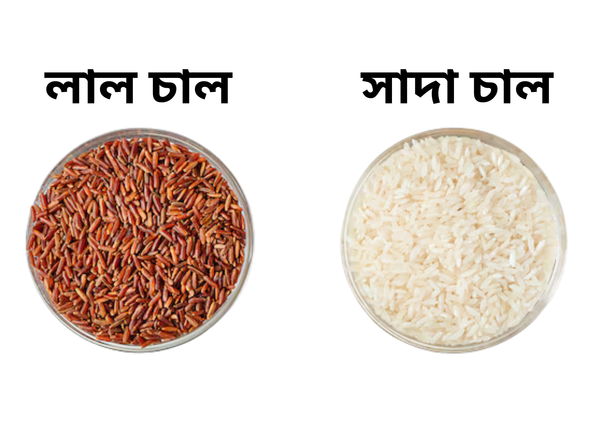 🥣 লাল চাল বনাম সাদা চাল – কোন চাল বেশি উপকারী? পুষ্টিগুণ তুলনা